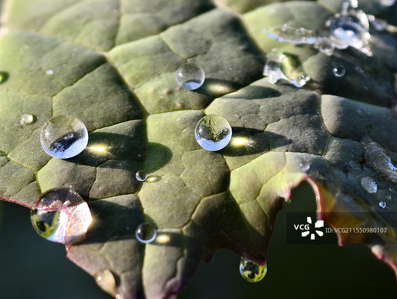 绿叶上的露珠图片素材