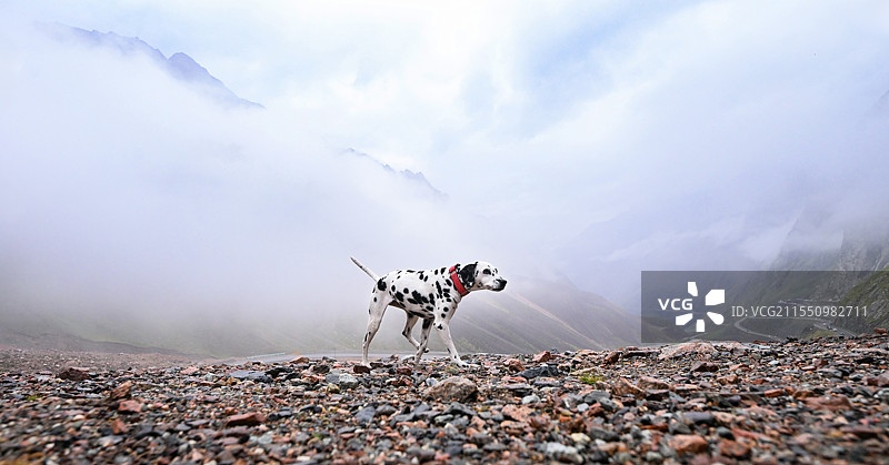 沙石上的大麦町犬图片素材