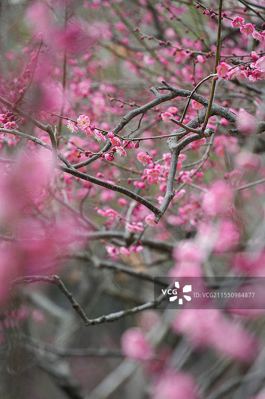 上海世纪公园植物梅花图片素材