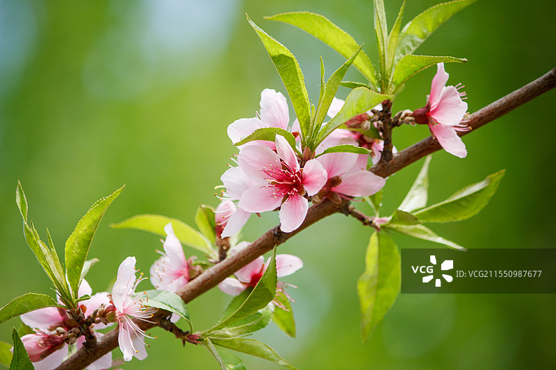 春天粉色桃花开满枝头，春分立春清明，植物花卉特写图片素材