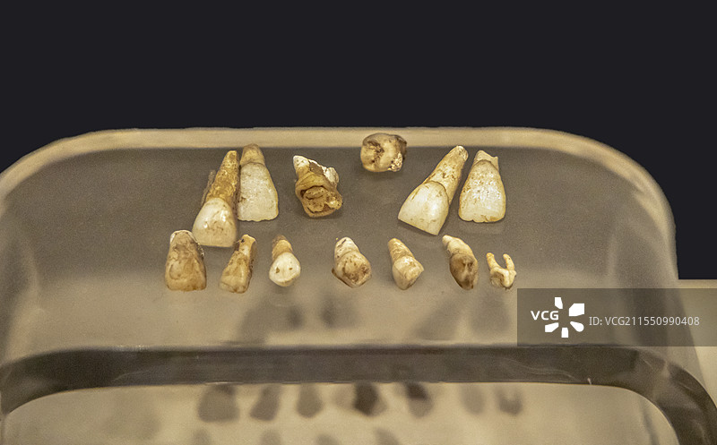 江西省博物馆“古代历史文化展”：人牙（新石器时代，1962年江西省万年县仙人洞遗址出土）图片素材