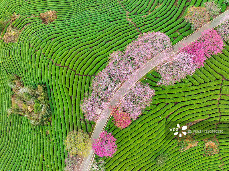 福建省龙岩市永福镇台品樱花茶园航拍风光图片素材
