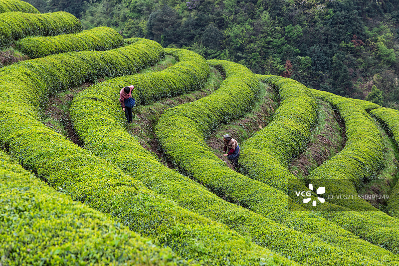 建德胥岭茶园图片素材