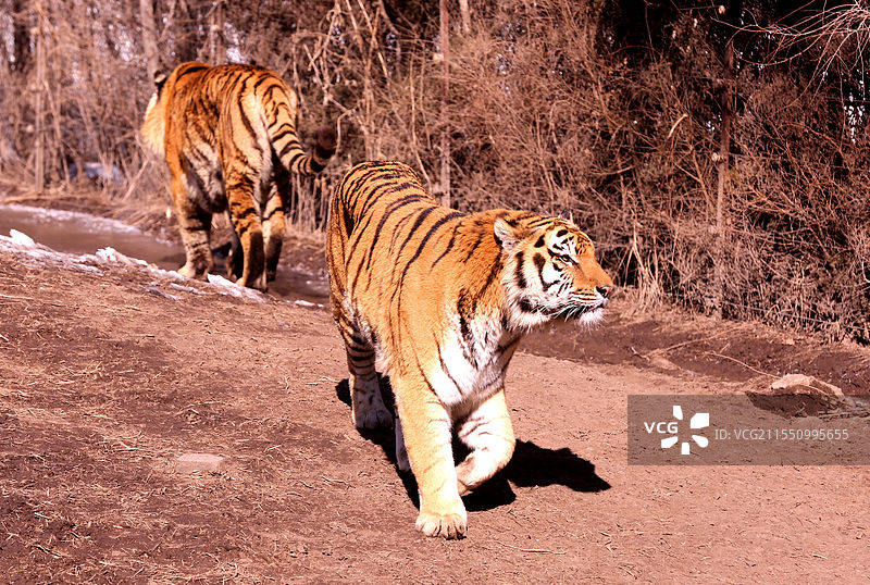 沈阳森林动物园新增建狐猴馆对放开放图片素材