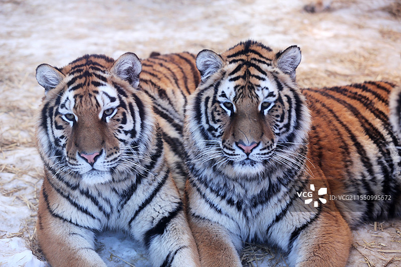 沈阳森林动物园新增建狐猴馆对放开放图片素材