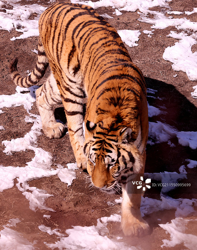 沈阳森林动物园新增建狐猴馆对放开放图片素材