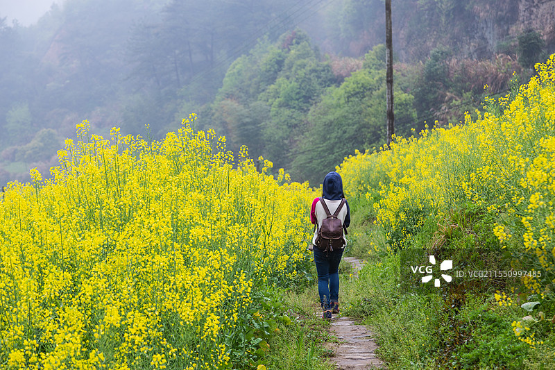 建德胥岭油菜花图片素材