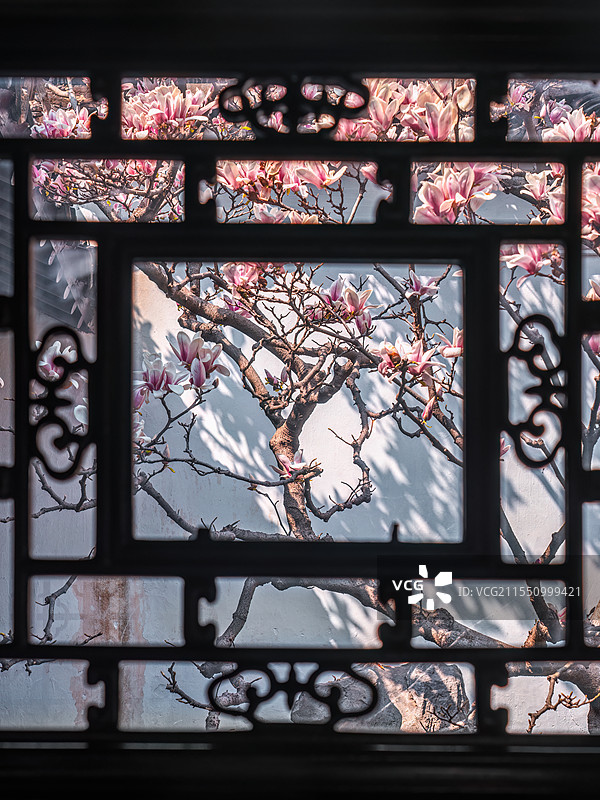 苏州园林的春天：留园山茶花古木交柯图片素材