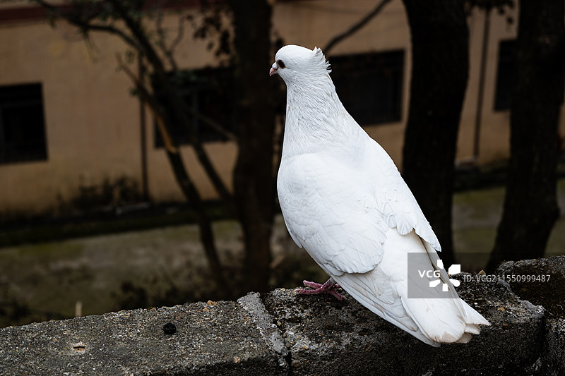 圣安古寺白鸽图片素材
