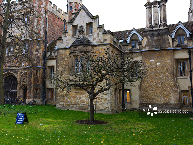 英国剑桥大学三一学院门口的牛顿苹果树图片素材