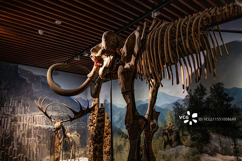 南京博物院历史馆古生物化石图片素材
