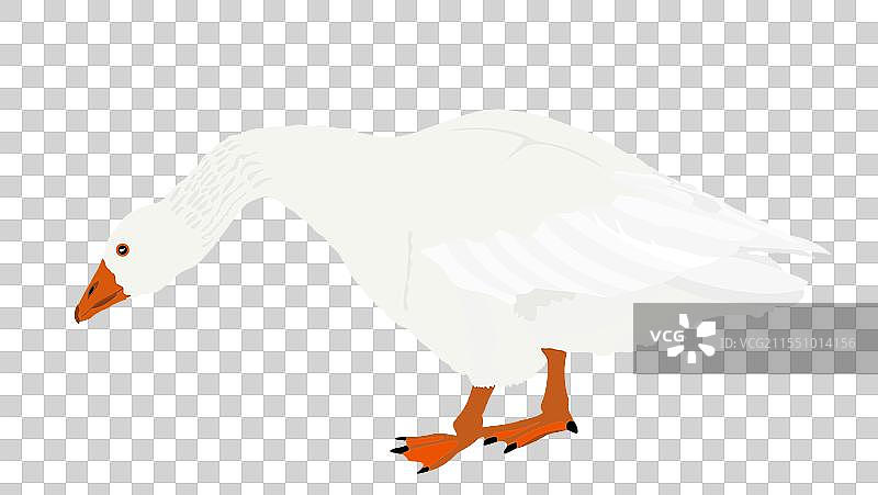 孤立在黑色背景上的鹅图片素材