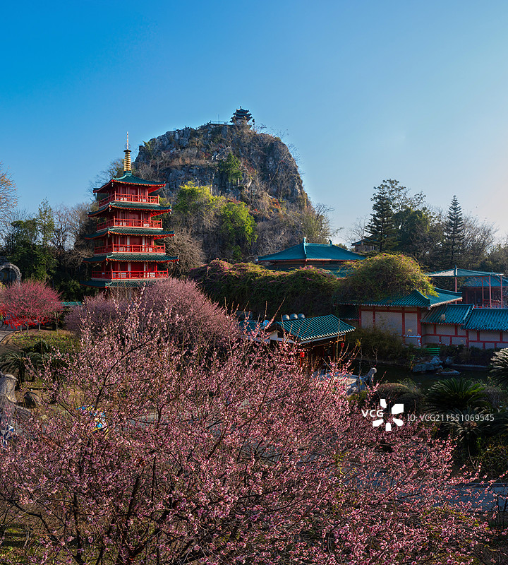 晴天桂林虞山公园的梅花图片素材