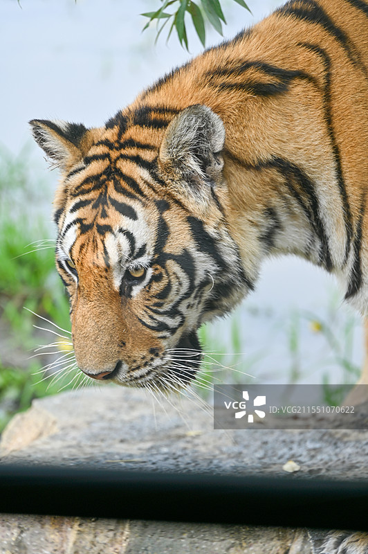 虎林园老虎图片素材