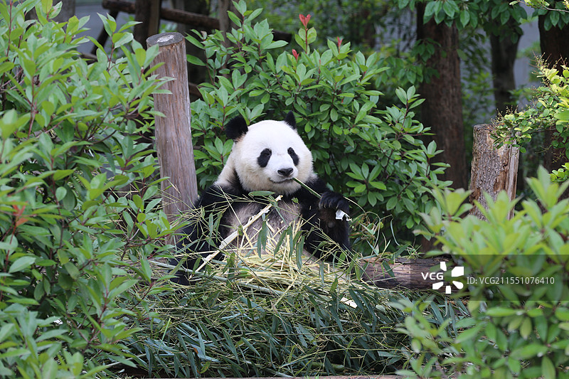 正在吃竹子的大熊猫图片素材