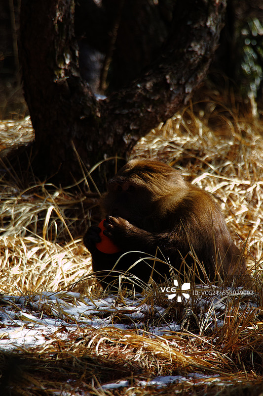 黄山猴哥图片素材
