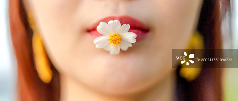 小菊花特写图片素材