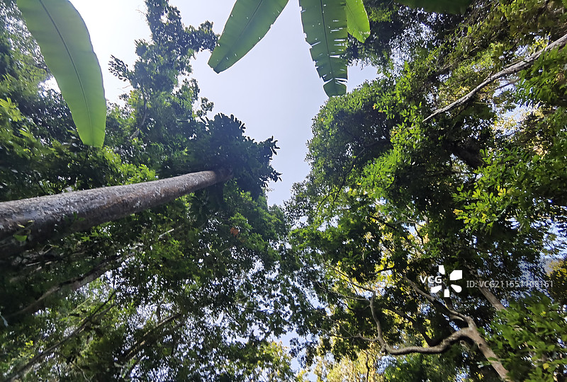 西双版纳基诺山雨林仰看植物和天空图片素材