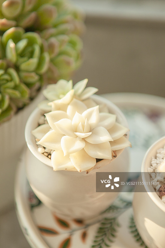 多肉，多肉植物，植物，肉肉，盆栽，花盆，阳台，阳光，春光，开春，春天，太阳光，光照，网红植物，飘窗，图片素材