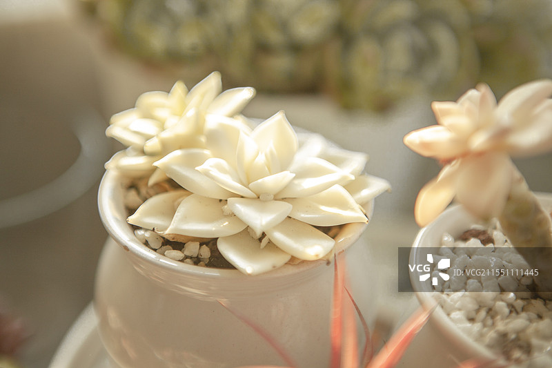 多肉，多肉植物，植物，肉肉，盆栽，花盆，阳台，阳光，春光，开春，春天，太阳光，光照，网红植物，飘窗，图片素材