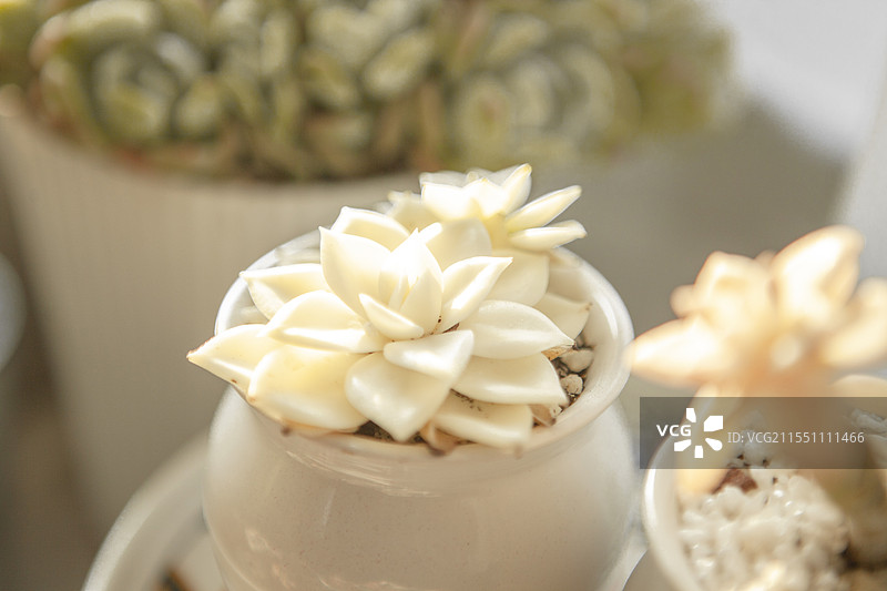 多肉，多肉植物，植物，肉肉，盆栽，花盆，阳台，阳光，春光，开春，春天，太阳光，光照，网红植物，飘窗，图片素材