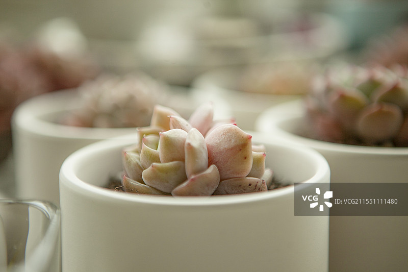 多肉，多肉植物，植物，肉肉，盆栽，花盆，阳台，阳光，春光，开春，春天，太阳光，光照，网红植物，飘窗，图片素材