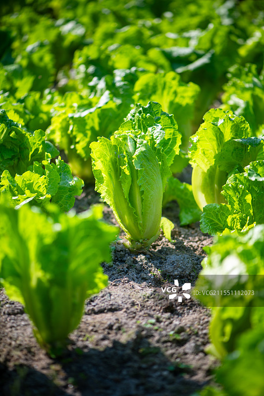 生菜 蔬菜 绿色蔬菜图片素材