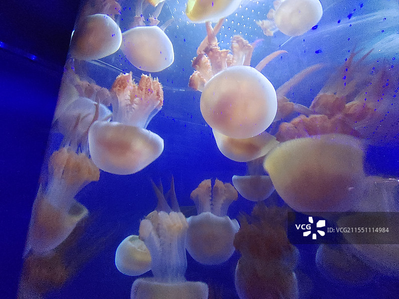 水母特写镜头图片素材