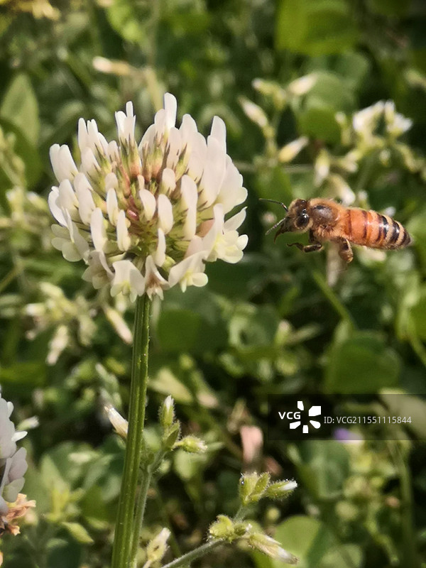 春季采花图片素材