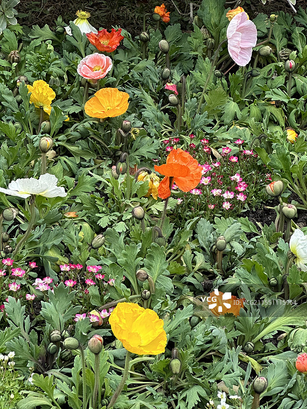 春天各种鲜花图片素材