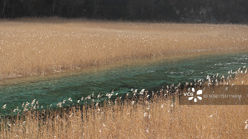 九寨沟芦苇滩图片素材