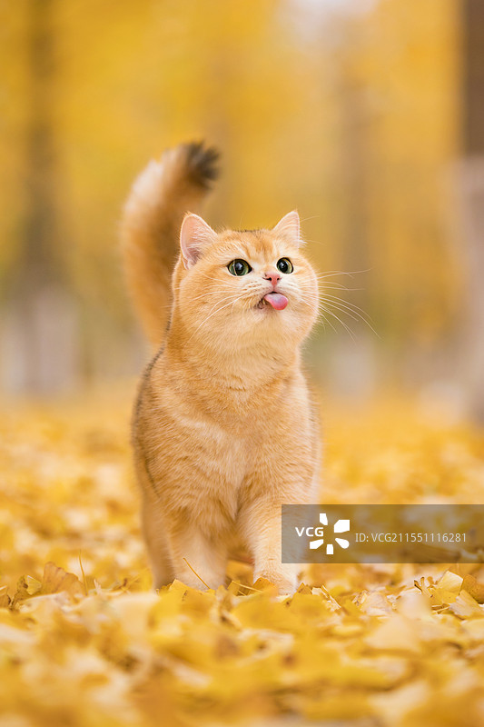 秋景中的猫图片素材