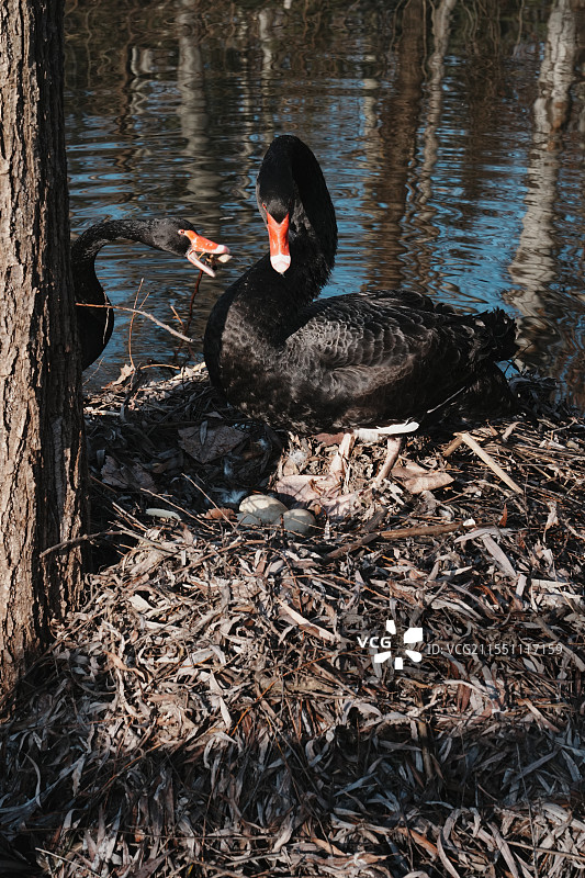 黑天鹅筑巢孵蛋图片素材
