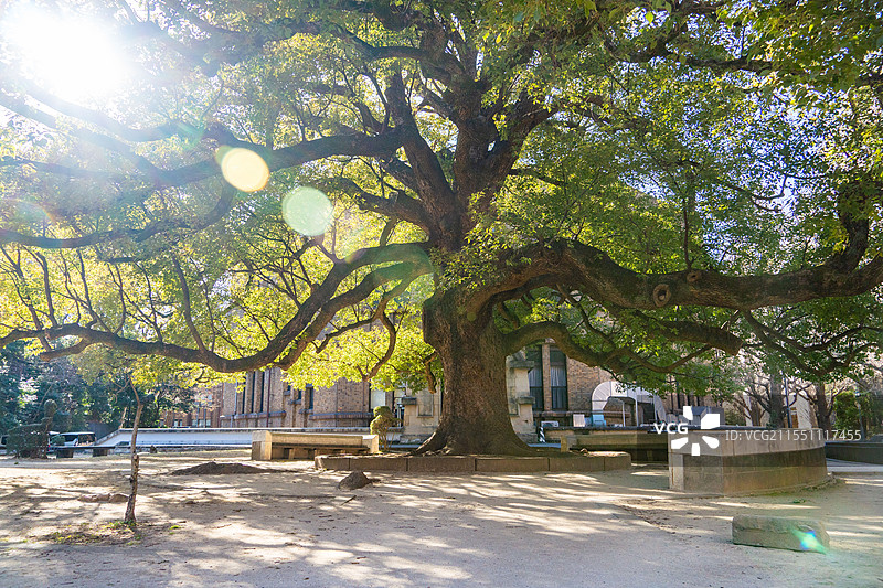 树 东京大学图片素材
