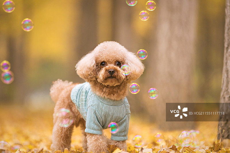 秋景中的贵宾犬图片素材