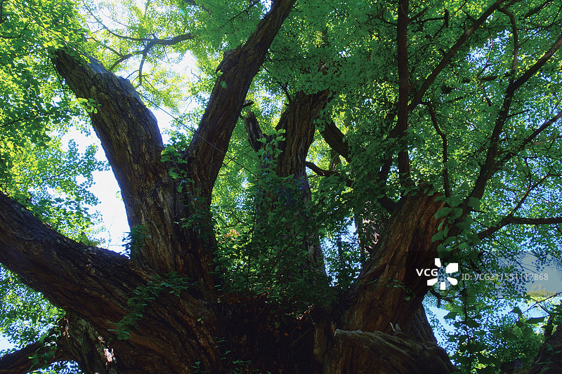 夏天，山西太原晋祠500年古银杏树图片素材