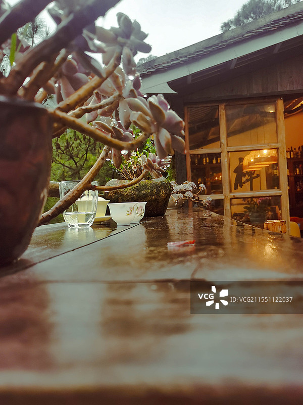 桌上盆栽植物特写镜头图片素材