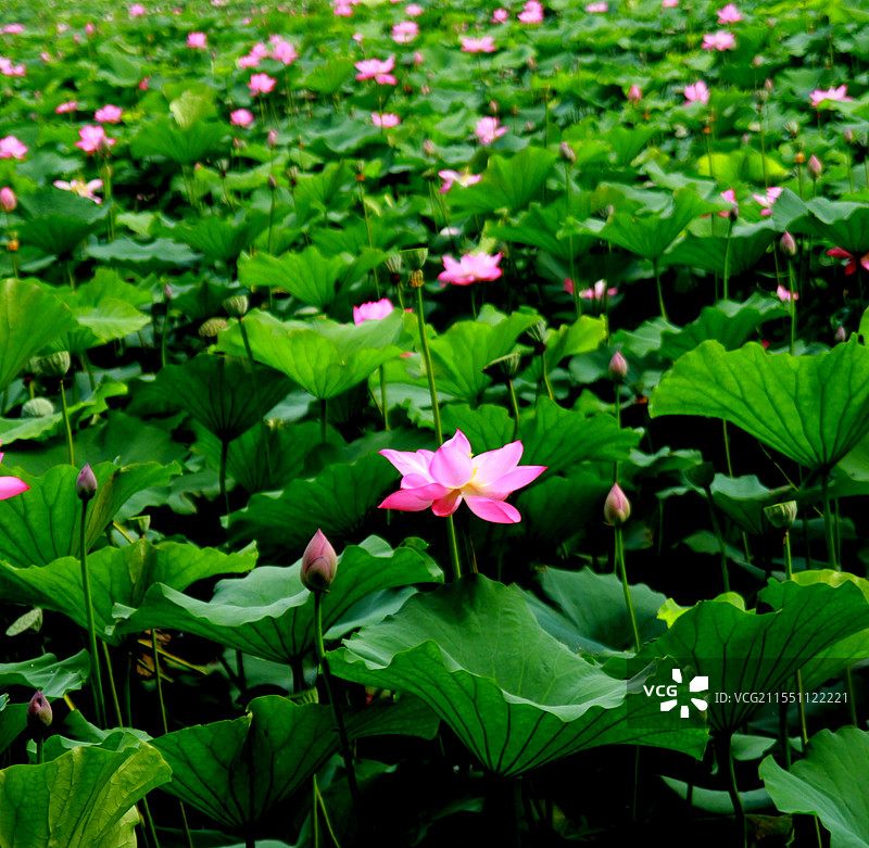 夏日荷塘景观图片素材