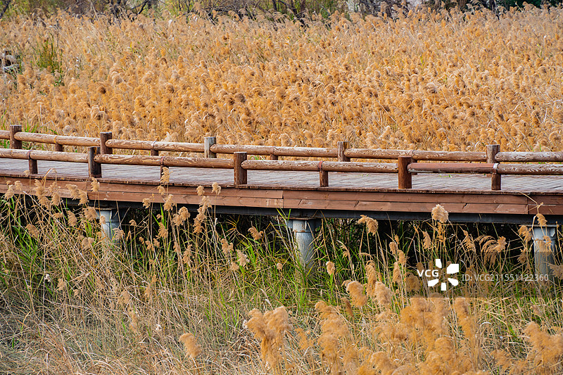 福州南江滨生态公园芦苇荡图片素材