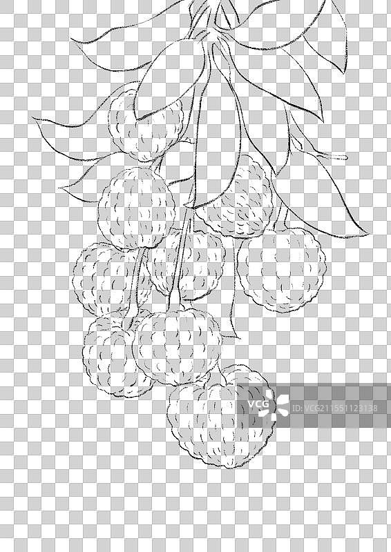 二十四节气花卉水果插画线稿元素图片素材