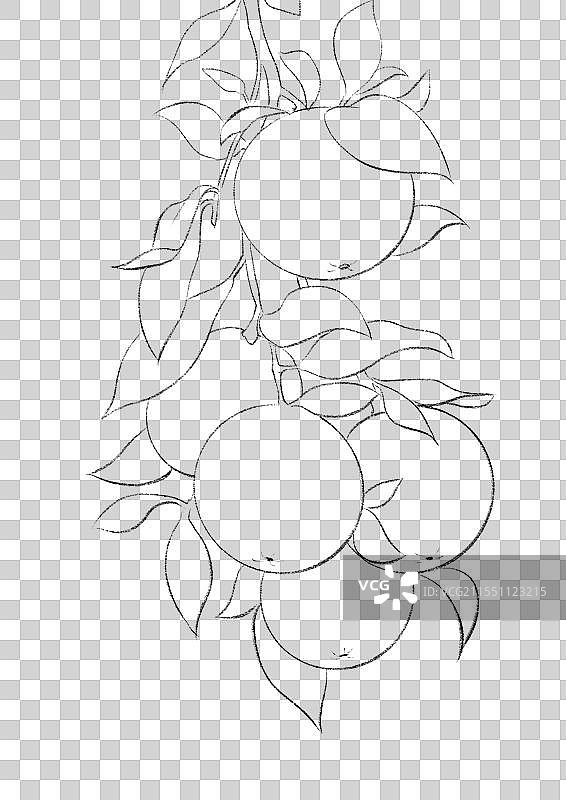 二十四节气花卉水果插画线稿元素图片素材