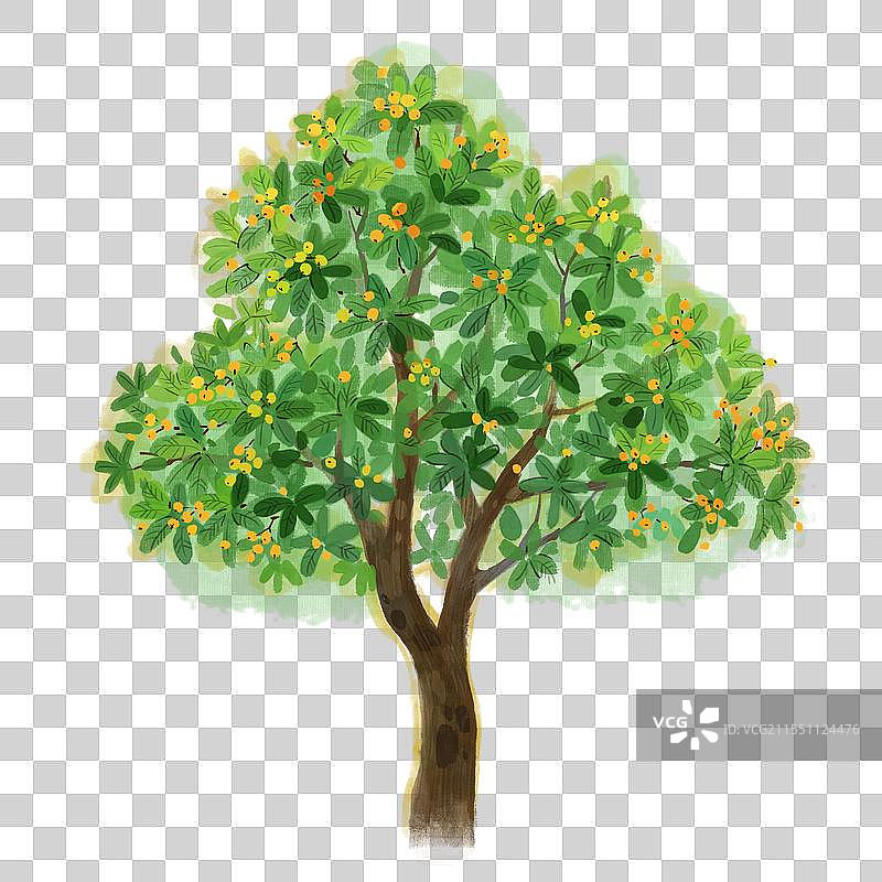 一棵长满枇杷的枇杷树元素.图片素材