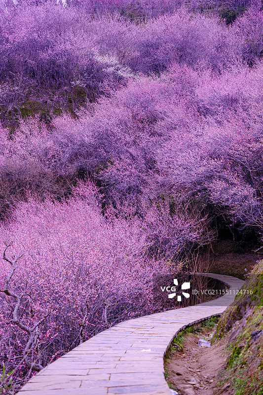 歙县卖花渔村的梅花图片素材