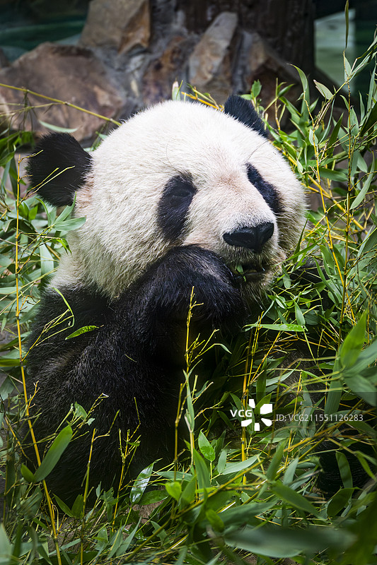 进食中的大熊猫图片素材
