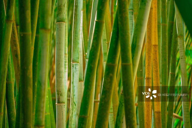竹林深处图片素材