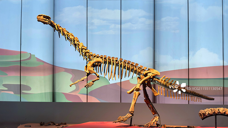 侏罗纪-恐龙全身骨骼化石化石图片素材