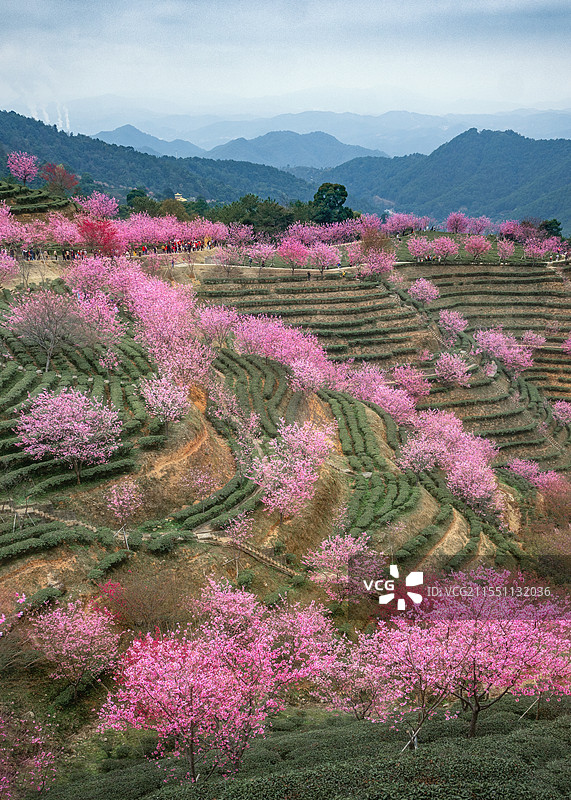 梅州阴那山樱花图片素材