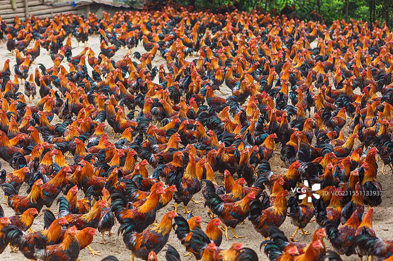 养鸡场公鸡母鸡家禽家畜养殖图片素材