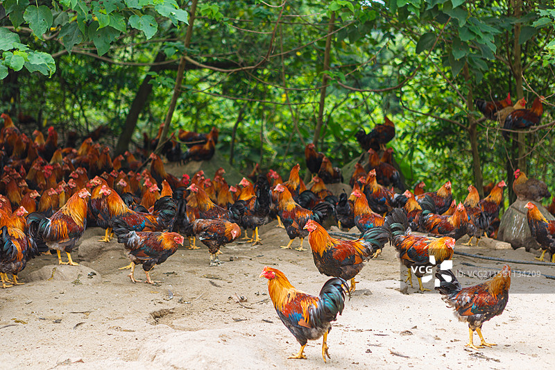 养鸡场公鸡母鸡家禽家畜养殖图片素材