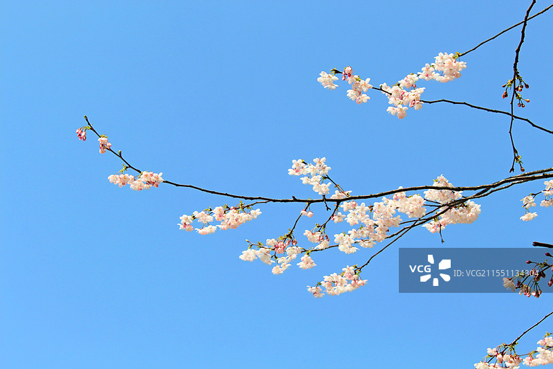 初春  樱花图片素材